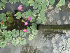 -东莞植物园
