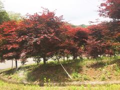 -四明山国家森林公园