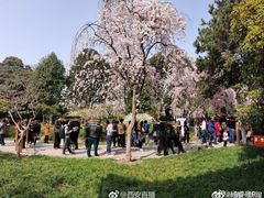 -西安青龙寺遗址景区