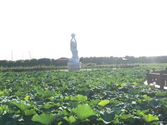 -荷塘月色湿地公园·向阳花洲
