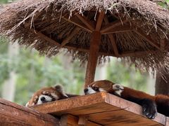 -北京野生动物园