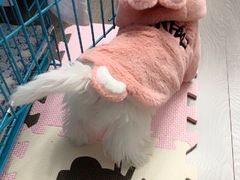 -翊宠yipet猫狗购宠庄园犬舍•猫舍