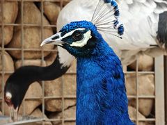 -青藏高原野生动物园