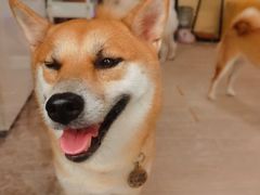 -柴犬高等学院·狗咖·柴犬售卖·宠物训练