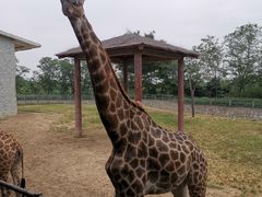 -石家庄市动物园