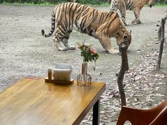 -上海野生动物园老虎餐厅