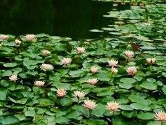 -白鹭湾湿地公园