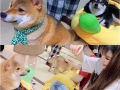 -逗柴咖啡屋·狗咖猫咖宠物桌游