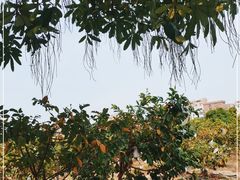 -新塘水果乐园(东洲大道店)