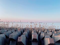 -上海滨江森林公园