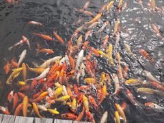 -微山湖红荷湿地景区