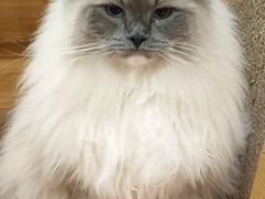 -滚猫咖啡·猫咖·猫友好撸猫(未来城店)