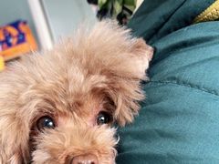 -瑞派福兴宠物医院犬猫全科·骨科·中西医结合(河东店)