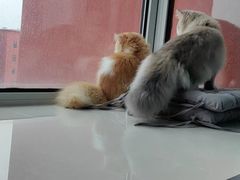 -猫大福·Fortune Cat猫舍(百子湾店)
