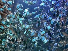 -海合安青岛极地海洋公园