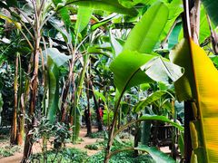 -呀路古热带植物园