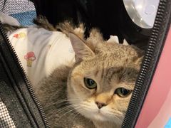 -纳吉亚猫专科动物医院·北北分院