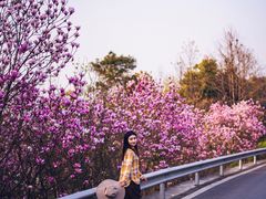 -铁山坪森林公园