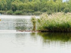 -野鸭湖国家湿地公园