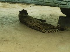 -北京野生动物园