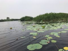-白洋淀景区