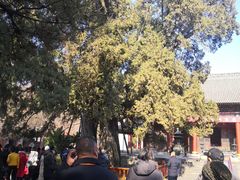 -黄帝陵
