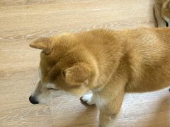 -是阿柴呀！柴犬咖啡·爱喵喵猫咖