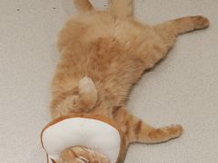 -藏猫猫咖啡主题馆(中央大道店)