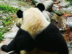 -都江堰中华大熊猫苑