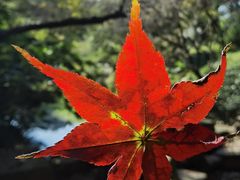 -杭州半山国家森林公园