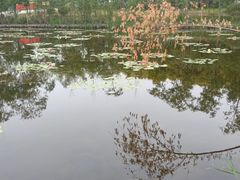 -绿堤公园