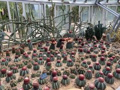 -深圳仙湖植物园