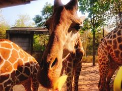 -清迈夜间动物园