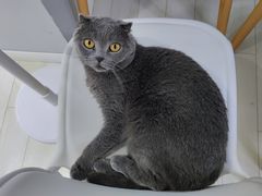 -喵的天空名猫咖啡馆·撸猫·猫舍·用品