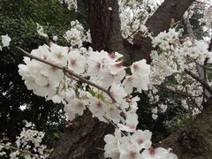 -武汉大学-樱园