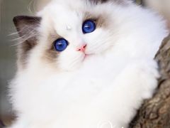 -汪保来(杭州滨江宝龙城店)