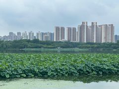 -月湖风景区