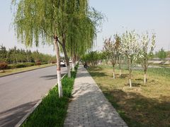 -洨河生态公园