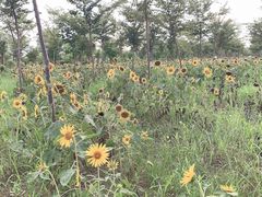 -上海海湾国家森林公园