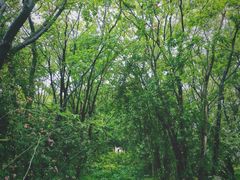 -鹅湖玫瑰文化园