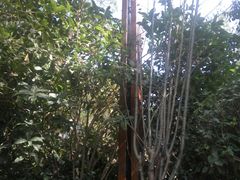 -天目湖涵田半山温泉