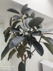 -HEYAN荷妍专业脱毛连锁机构