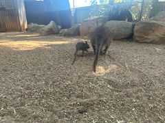 -费瑟代尔野生动物园