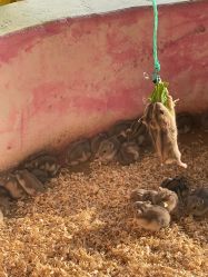 -萌宠亲子动物乐园(槐房万达店)