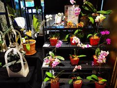 -若蘭慈·无国界素食料理(欢乐海岸店)