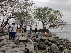 -宝安西湾红树林湿地公园