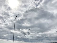 -星海湾跨海大桥