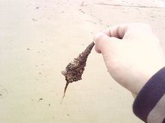 -贝壳沙滩