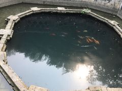-习家池