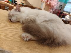 -绒爪撸猫下午茶·猫咖